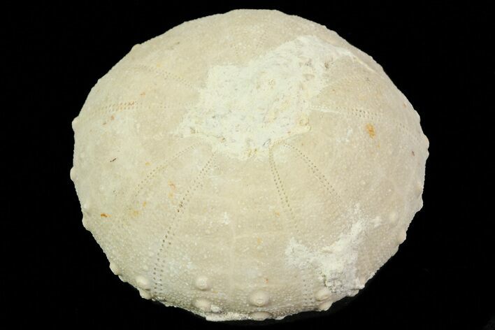 Heterodiadema Fossil Echinoid (Sea Urchin) - Morocco #69816
